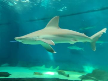 Acquario di Genova