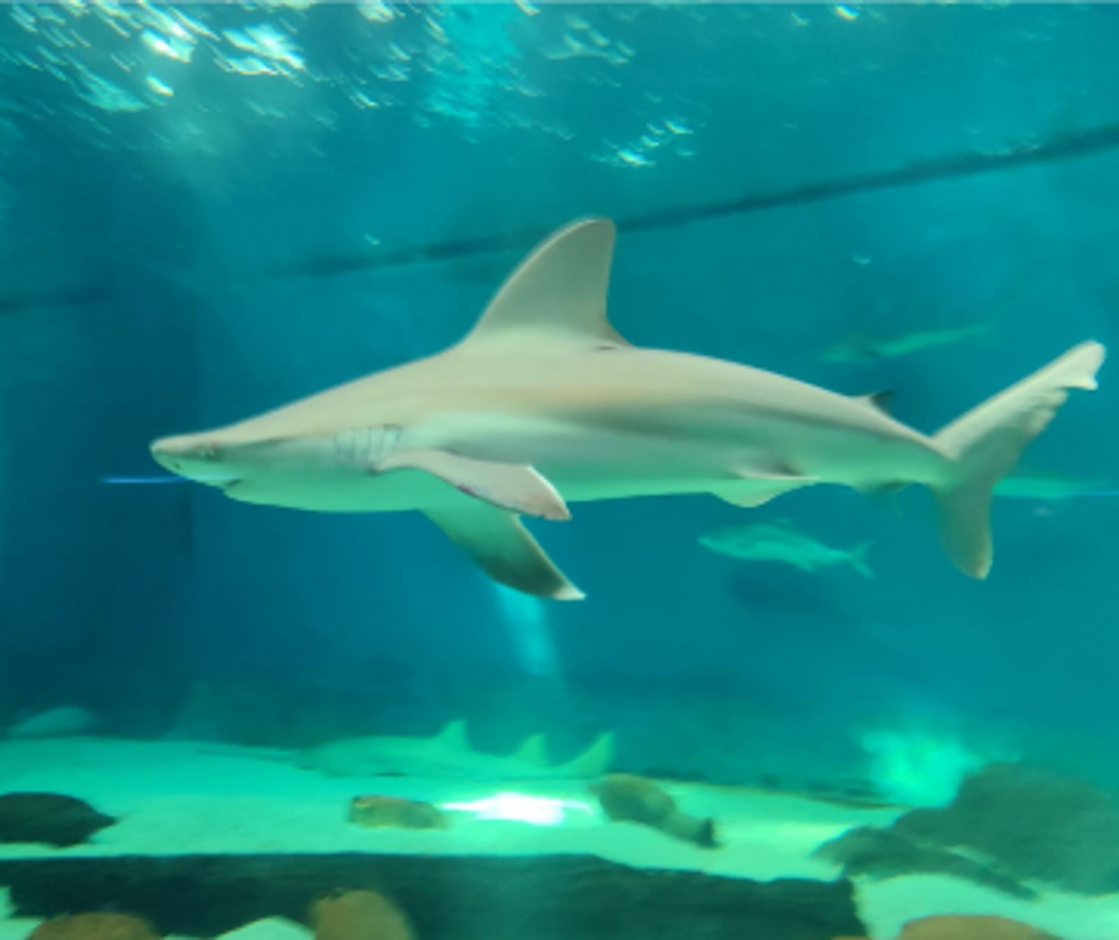 Acquario di Genova